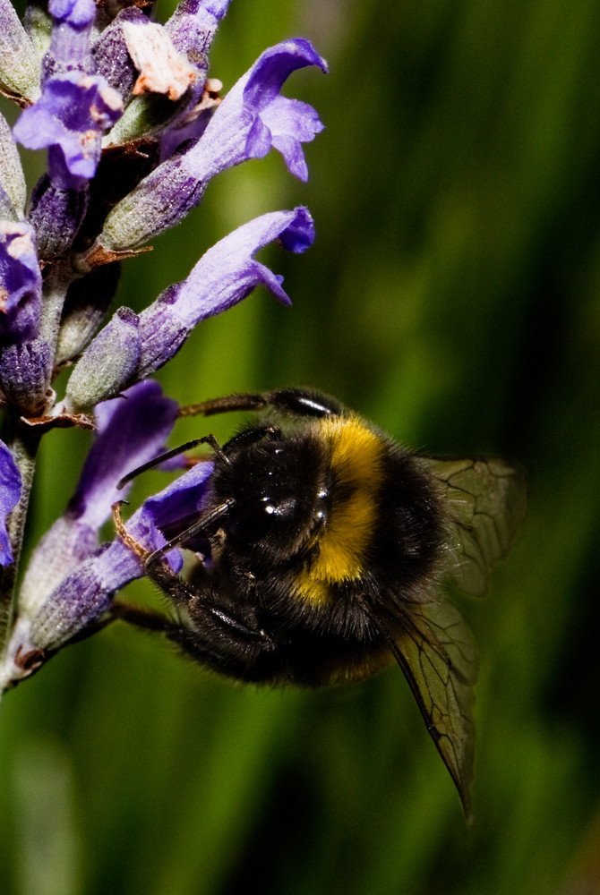 Eine weitere Hummel