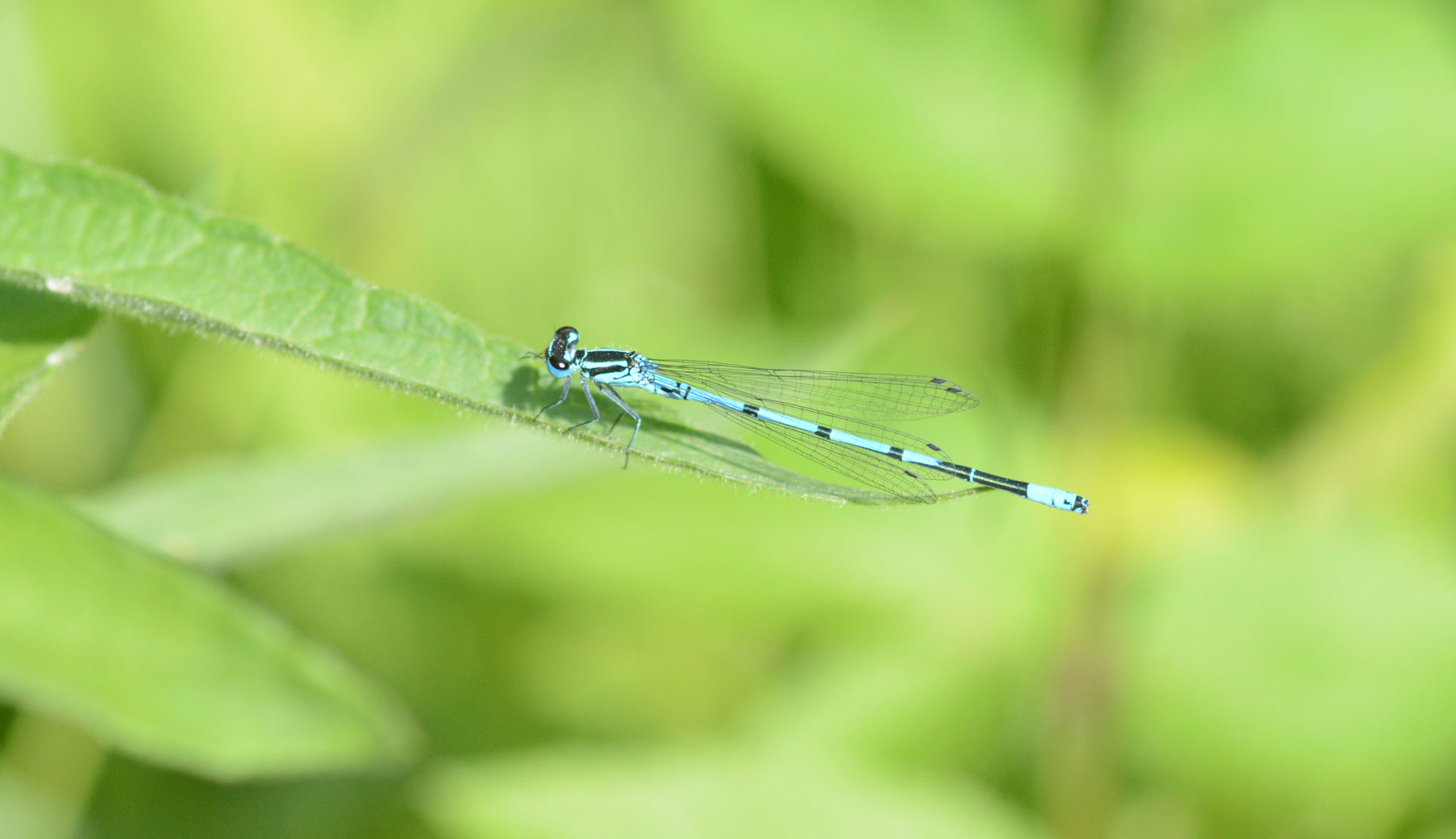 Eine weitere Kleinlibelle an meinem Teich Die HufeisenAzurjungferr