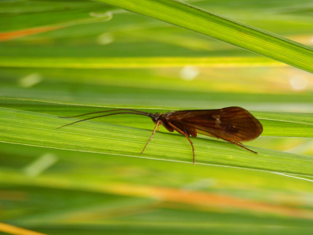 Eine weitere Köcherfliege - Potamophylax latipennis ??