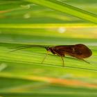 Eine weitere Köcherfliege - Potamophylax latipennis ??