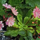 Eine weitere Lewisia Cotyloedon voll erblüht...