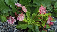 Eine weitere Lewisia Cotyloedon voll erblüht...