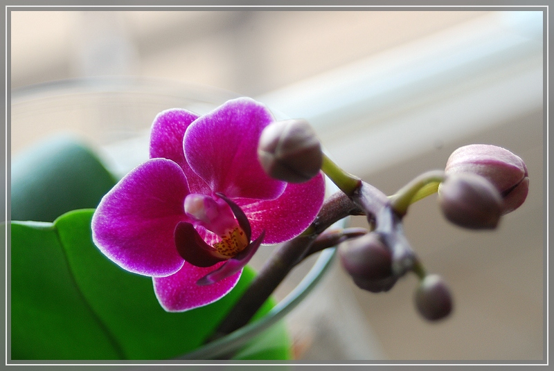 eine weitere Orchidee