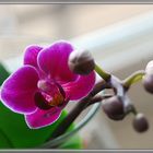 eine weitere Orchidee