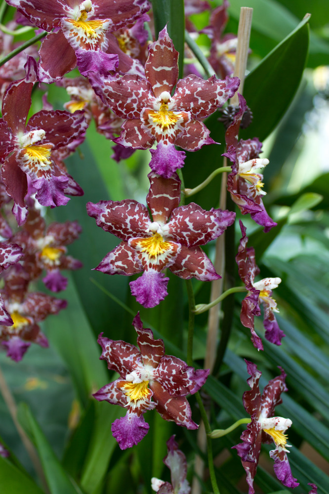 eine weitere Orchidee aus der Biosphäre Potsdam