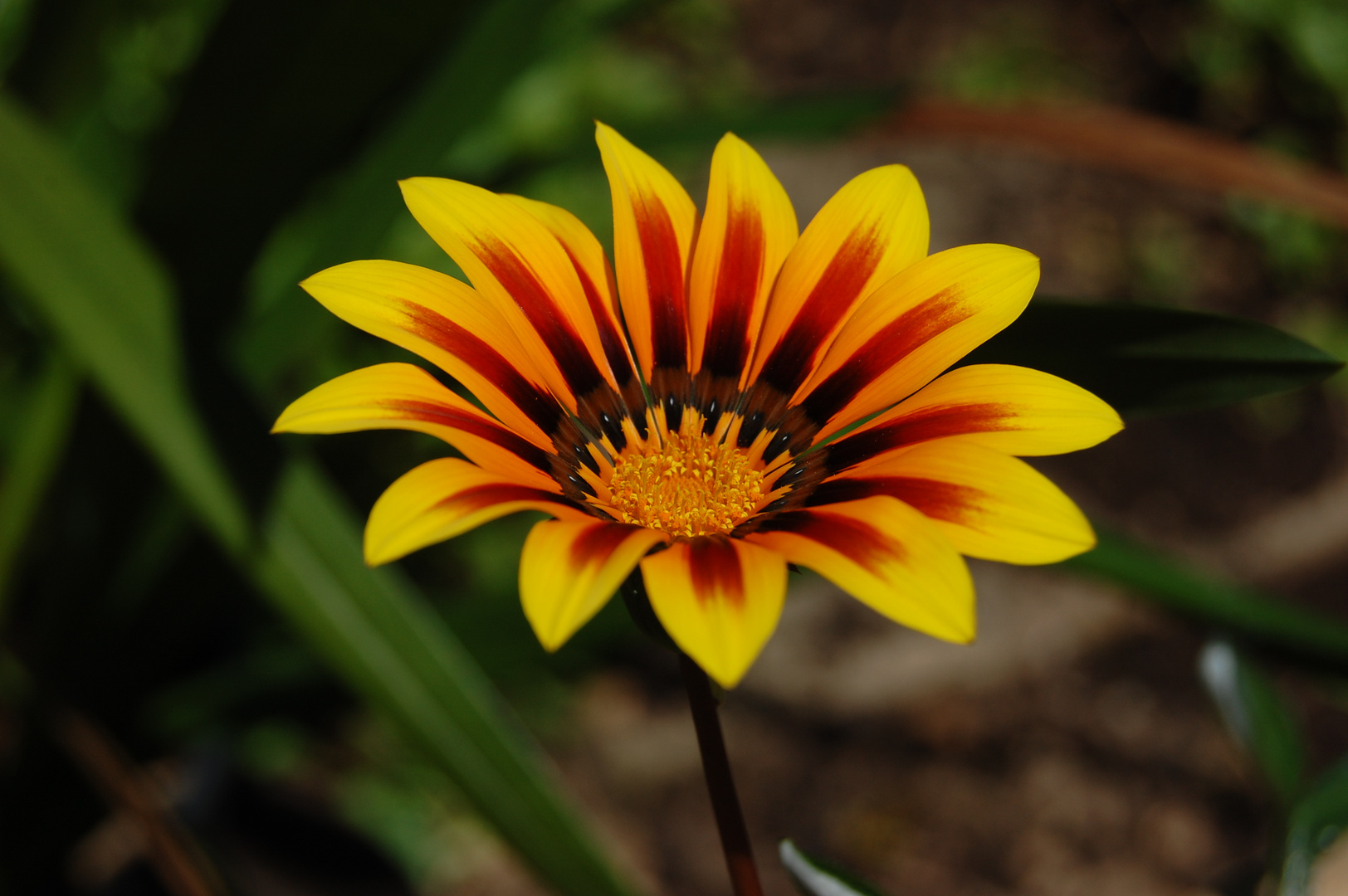 Eine weitere schöne Blüte in meinem Garten