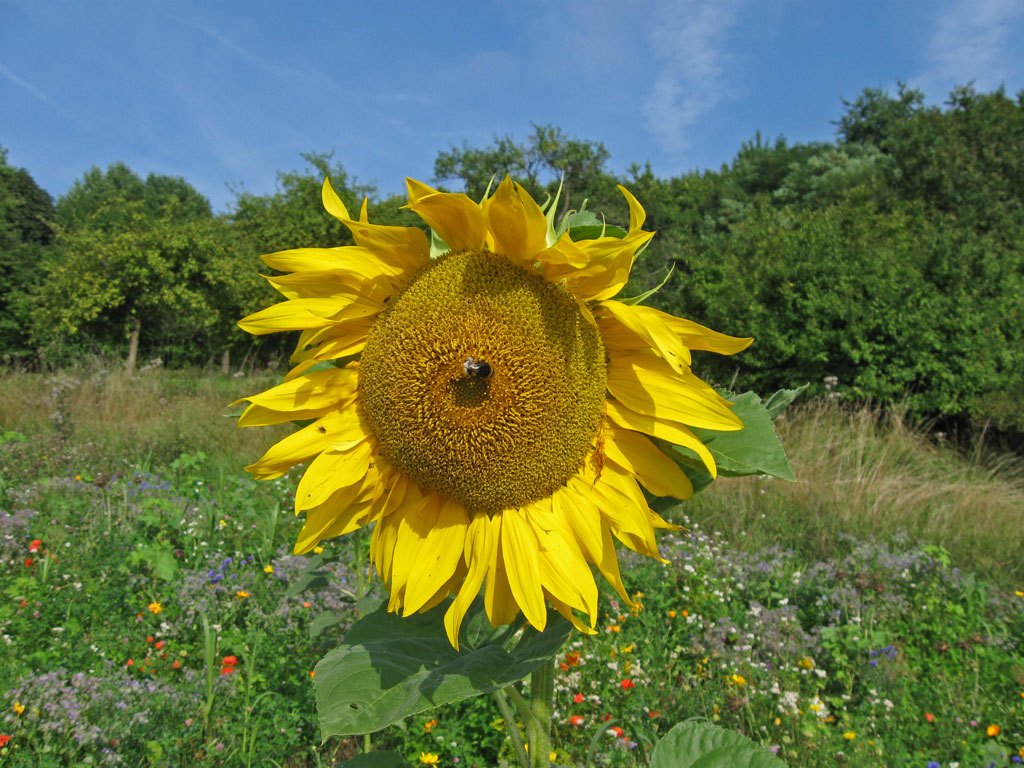 Eine weitere Sonnenblume