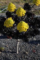 Eine weitere unbekannte Pflanze aus La Palma II
