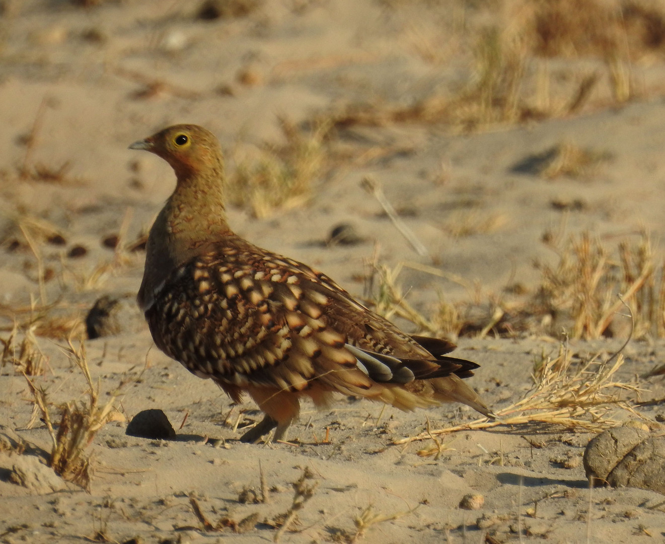 Eine weitere Vogelart der Etosha ist dieses Nama-Flughuhn