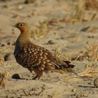 Eine weitere Vogelart der Etosha ist dieses Nama-Flughuhn