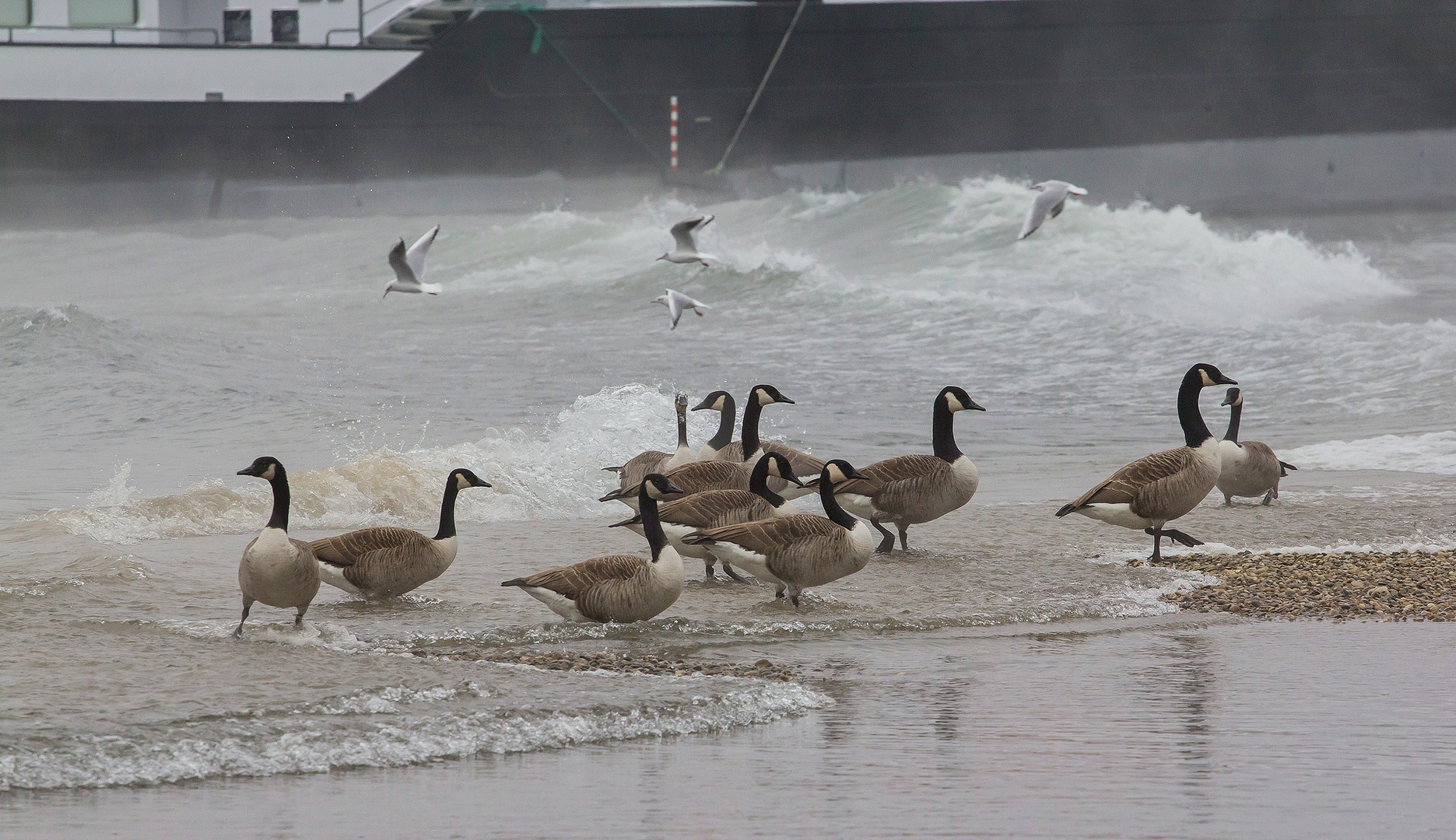 Eine Welle machen..........