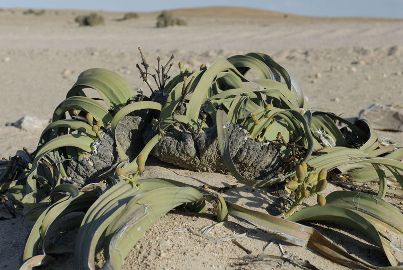 Eine Welwitschia in der Wüste Namib