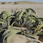 Eine Welwitschia in der Wüste Namib