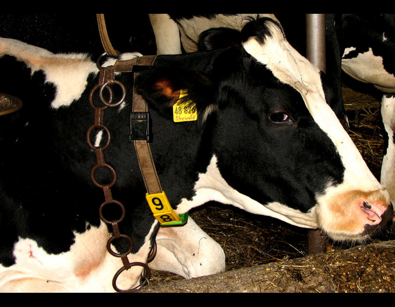 Eine werdende Mutterkuh Foto & Bild tiere, haustiere, nutztiere