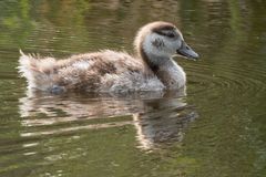 Eine werdende Nilgans