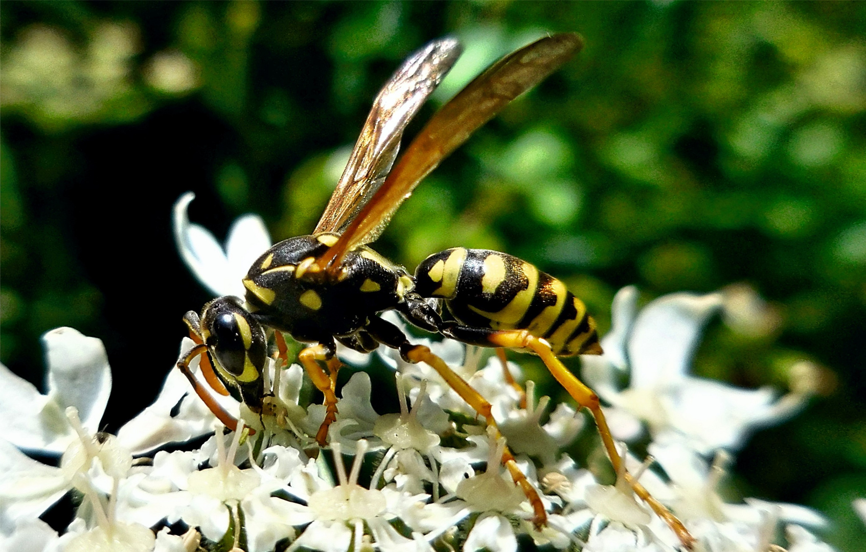 Eine Wespe beim Mittagessen