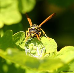 Eine Wespe beim Trinken