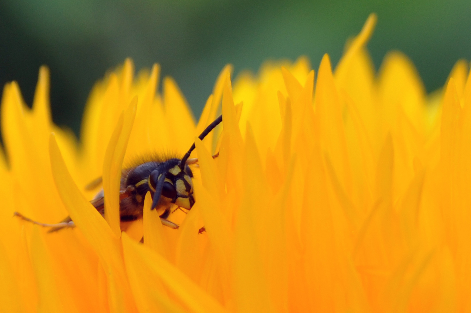 Eine Wespe in einer Blume im Apothekergarten Wiesbaden