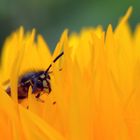 Eine Wespe in einer Blume im Apothekergarten Wiesbaden