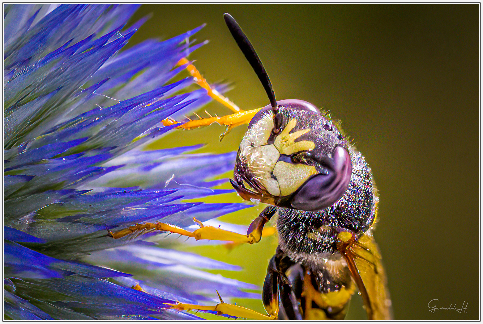 Eine Wespe mit einer Krone: Der Bienenwolf