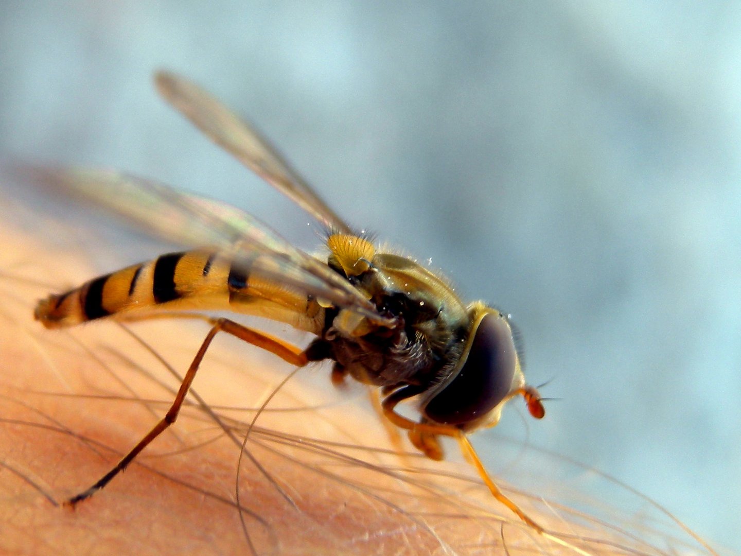 Eine Wespe (Schwebefliege) auf meinem Bein