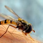 Eine Wespe (Schwebefliege) auf meinem Bein