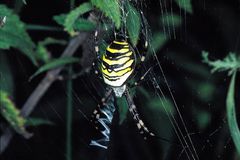 Eine Wespen- oder Zebraspinne fuer Wolli