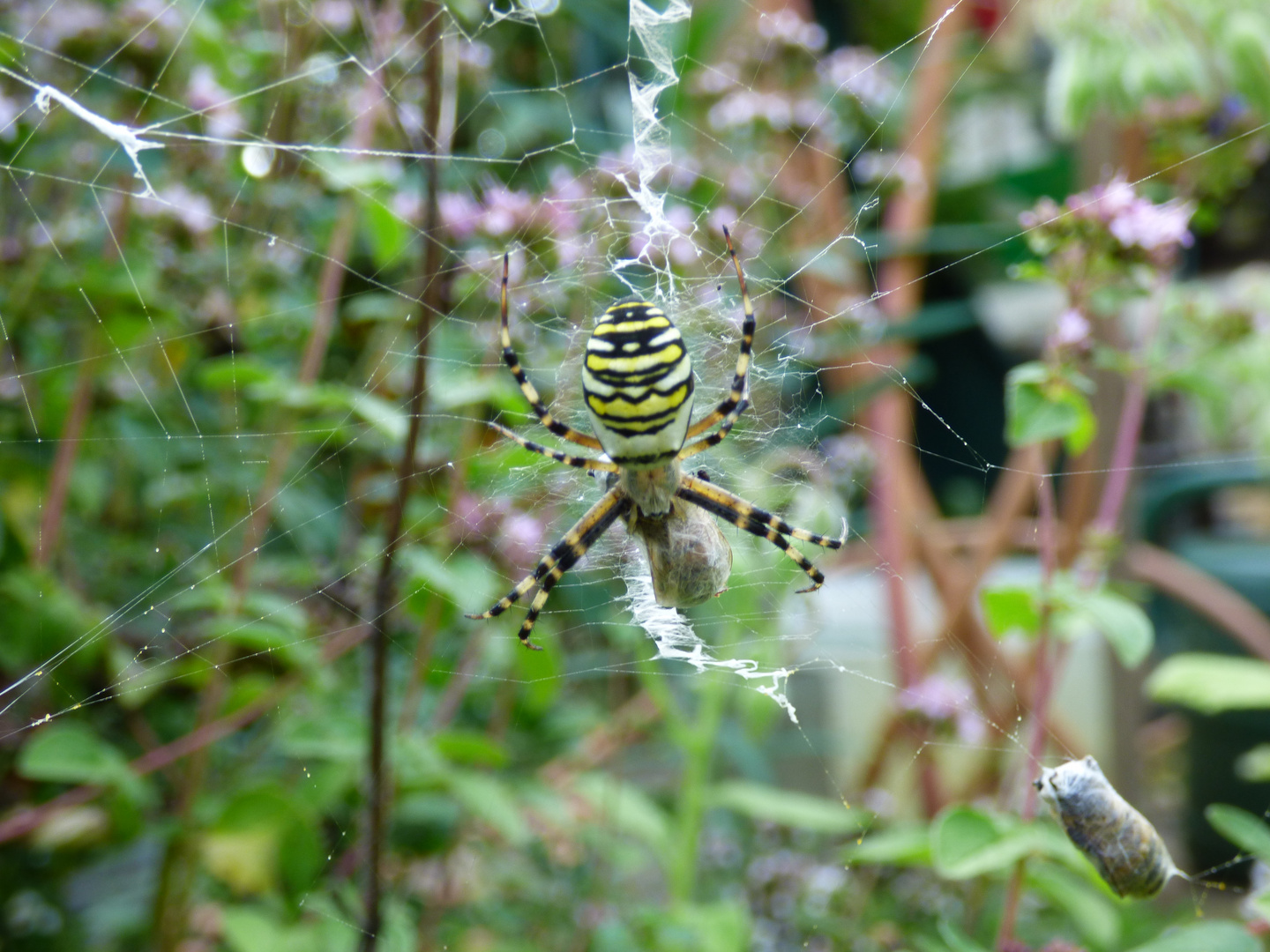 Eine Wespenspinne im Netz mit Kokons in meinem Garten