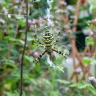 Eine Wespenspinne im Netz mit Kokons in meinem Garten