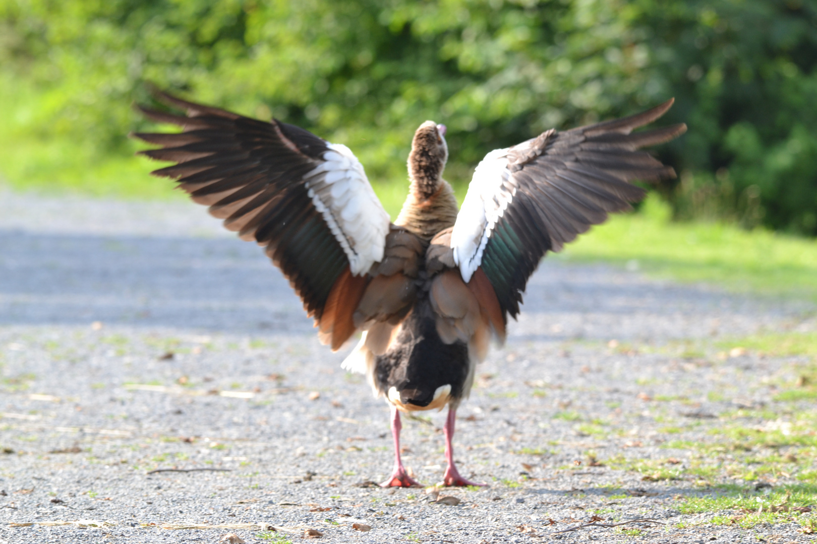 Eine (wie ich vermute) Nilgans beim Trocknen des Federkleides