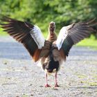 Eine (wie ich vermute) Nilgans beim Trocknen des Federkleides