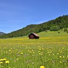 Eine Wiese am Geroldsee