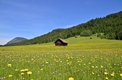 Eine Wiese am Geroldsee