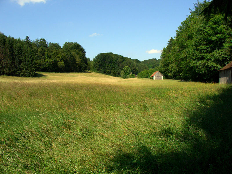 Eine Wiese bei Urbach im Juni