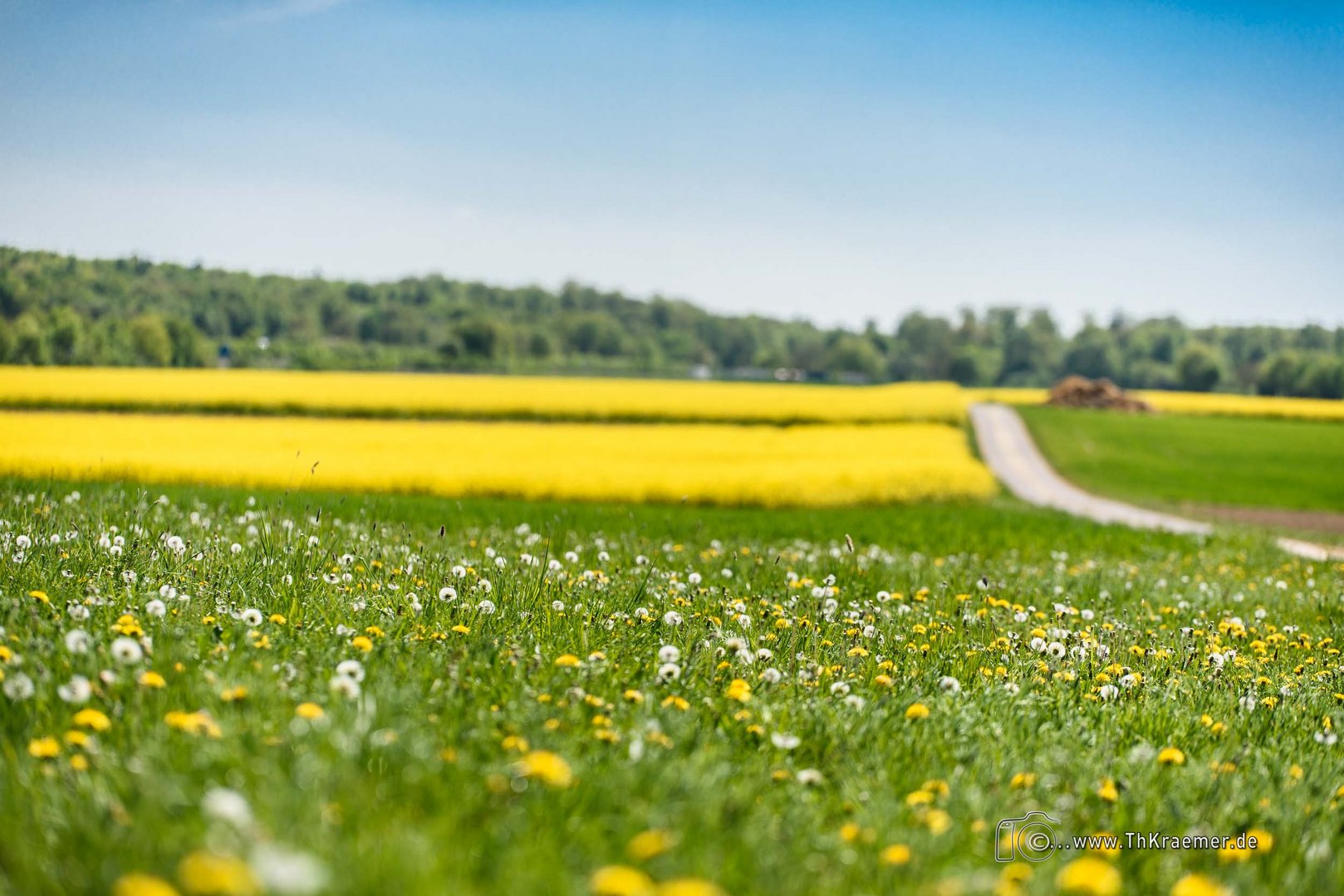 Eine Wiese D75_5221 Foto & Bild | landschaft, jahreszeiten, frühling