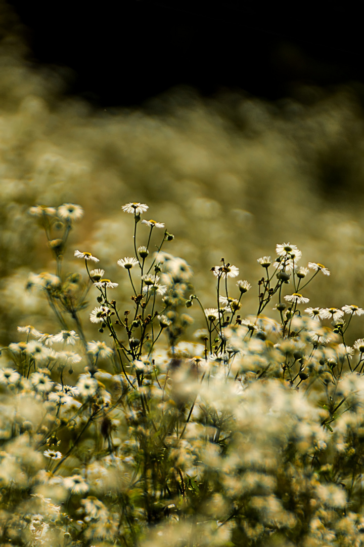 Eine Wiese im Spätsommer