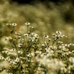 Eine Wiese im Spätsommer