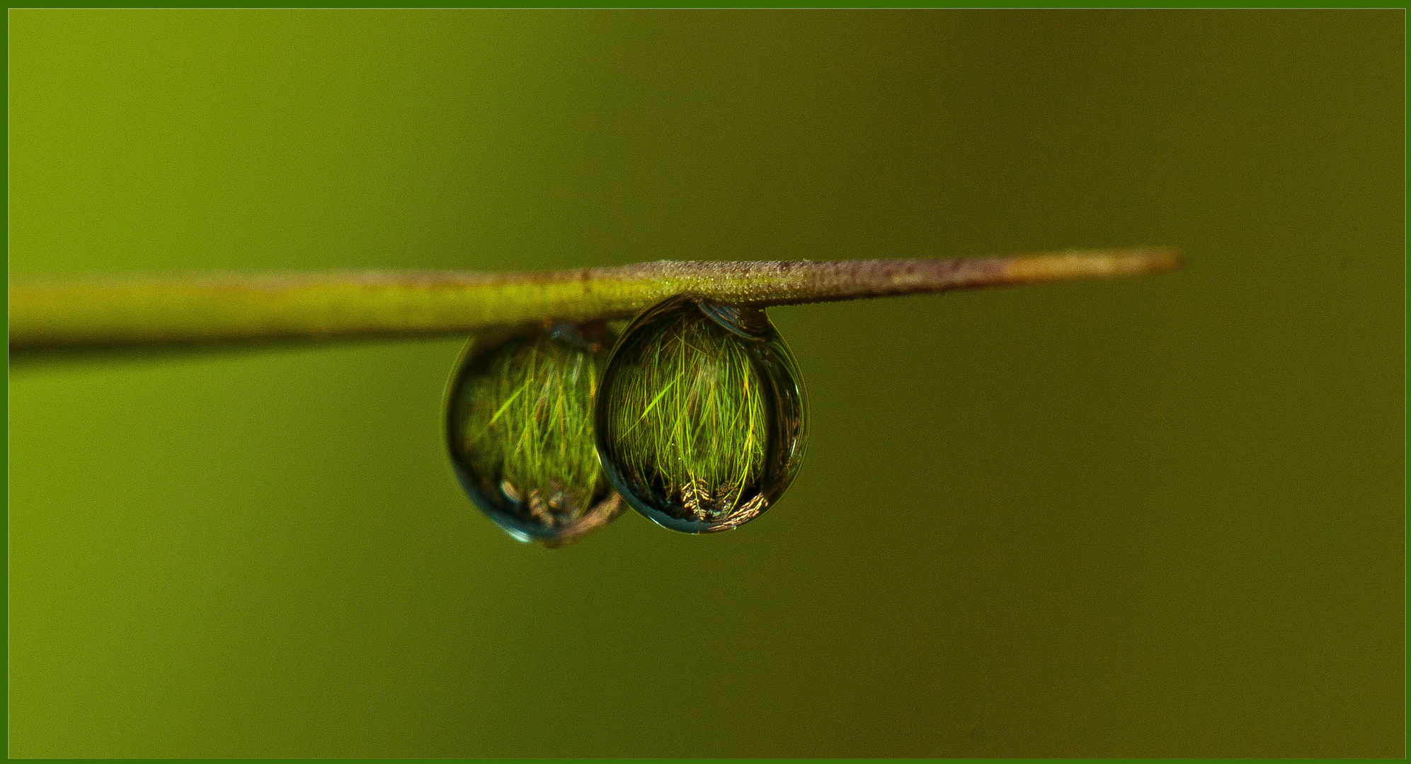 Eine Wiese im Tautropfen...