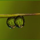 Eine Wiese im Tautropfen...