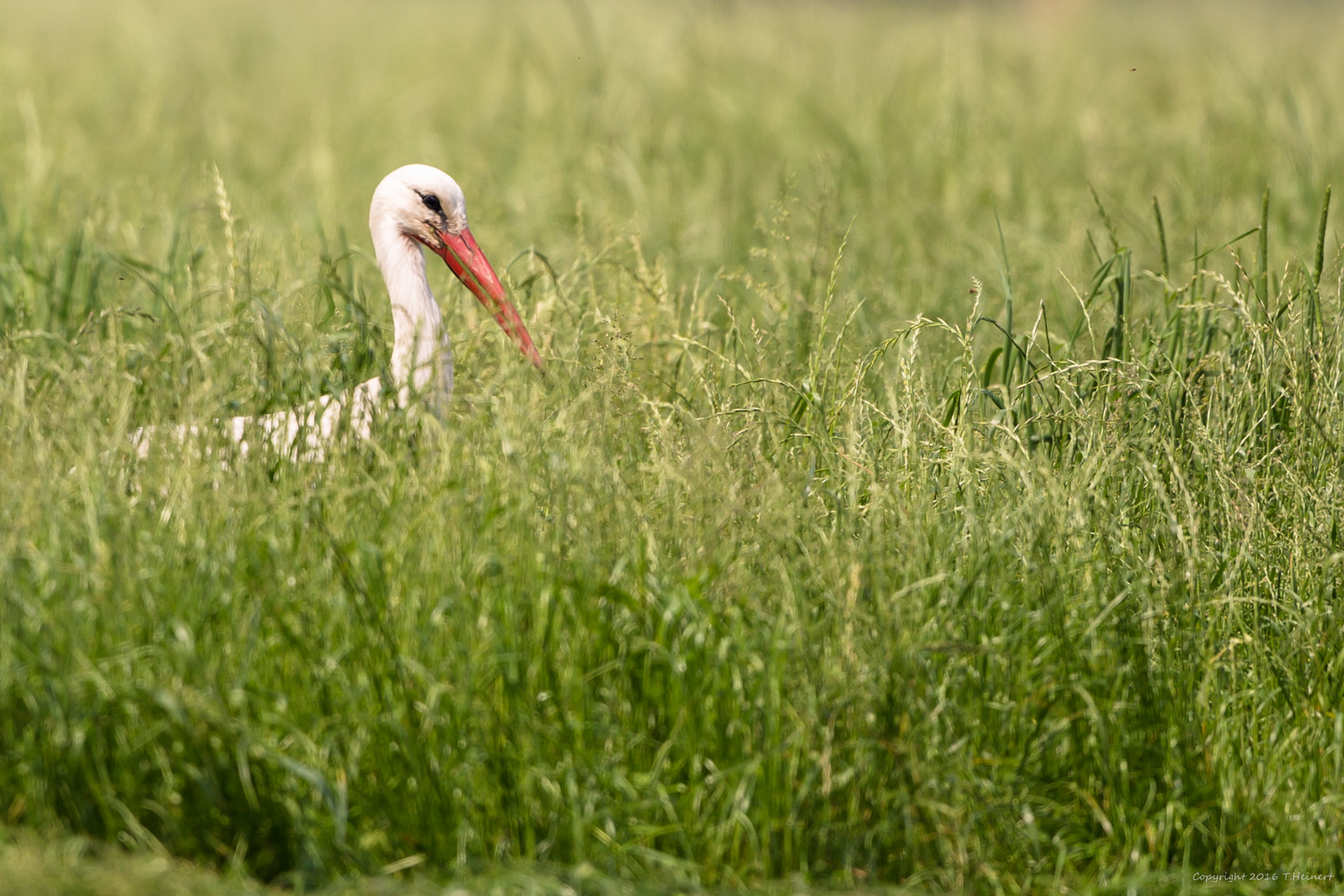 Eine Wiese mit Weißstorch