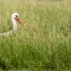 Eine Wiese mit Weißstorch