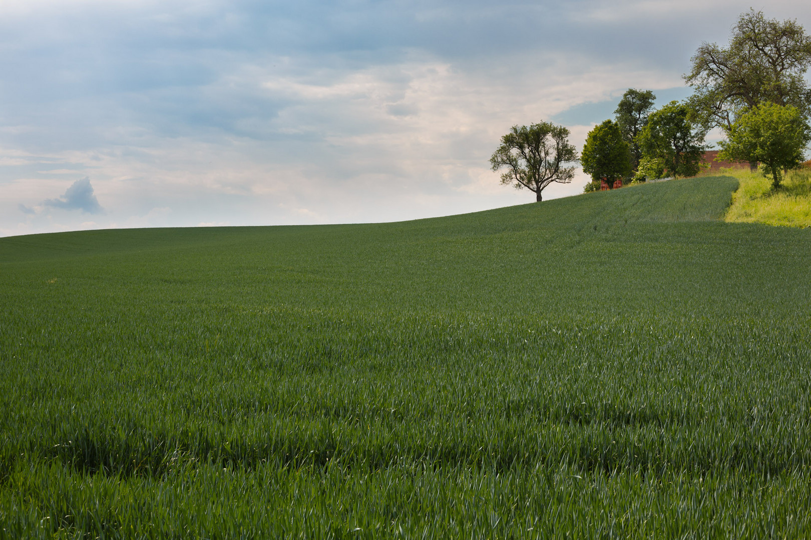 Eine Wiese unweit unseres zu Hause