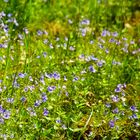 Eine Wiese voller Ehrenpreis