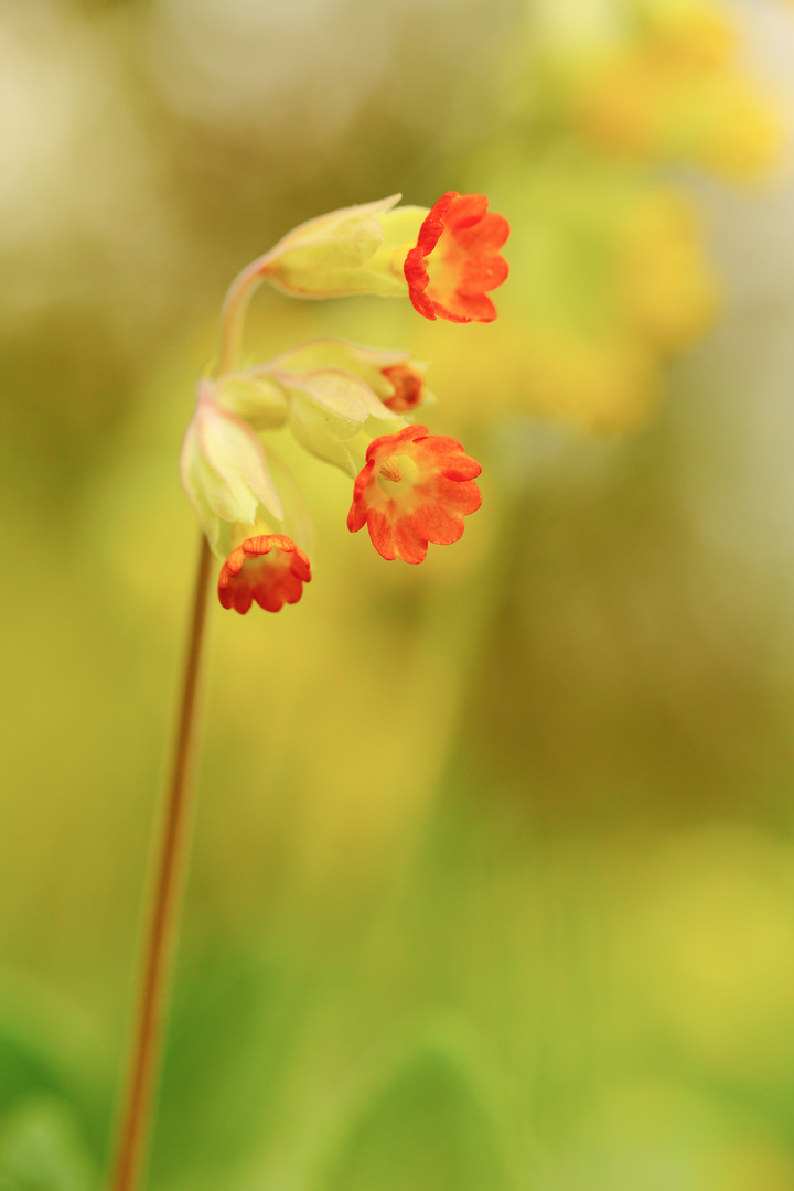 Eine Wiese voller gelber Blüten