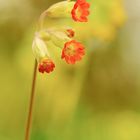 Eine Wiese voller gelber Blüten