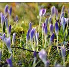 Eine Wiese voller Krokusse