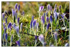 Eine Wiese voller Krokusse