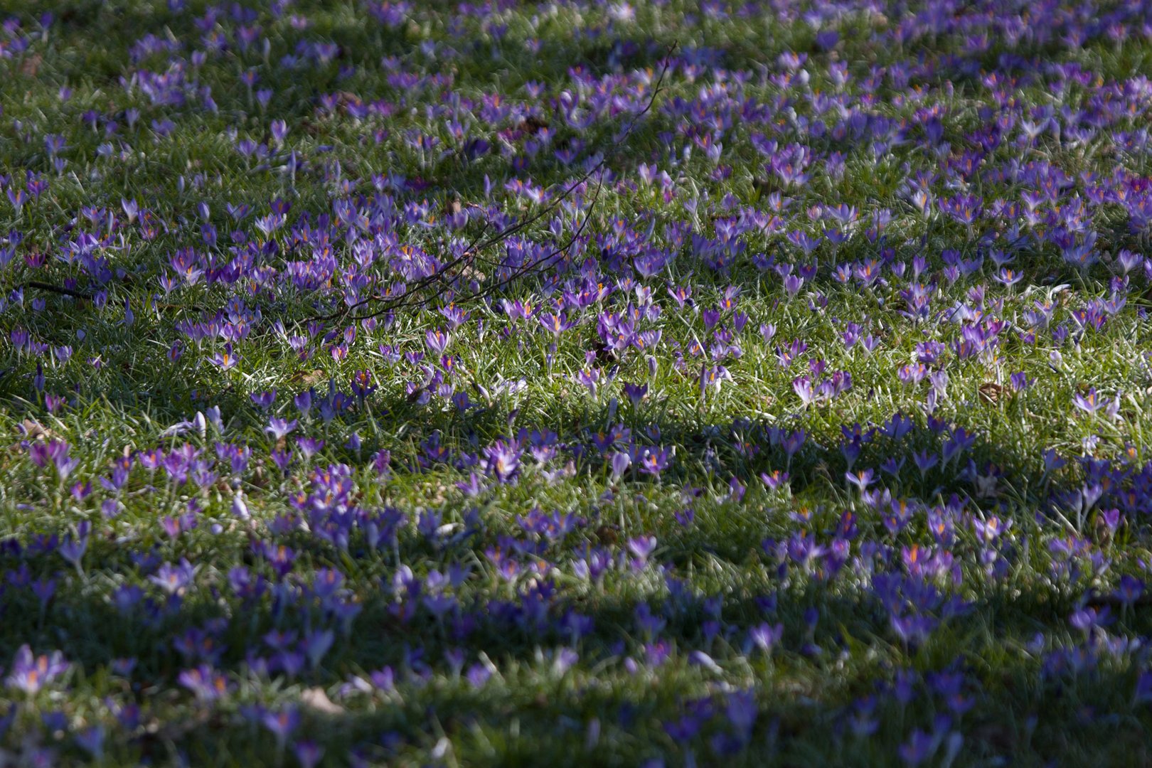 Eine Wiese voller Krokusse