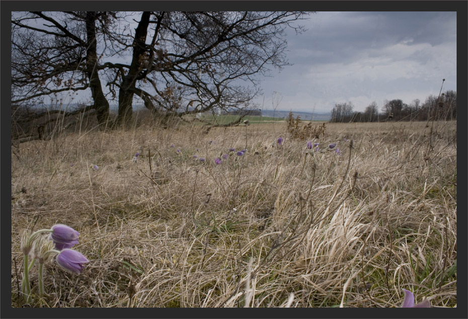 eine Wiese voller Küchenschellen