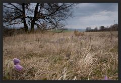 eine Wiese voller Küchenschellen